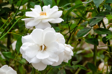 純白のバラと緑のコントラスト