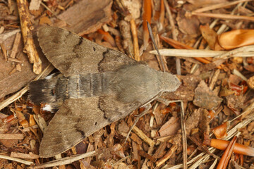Closeup on a Hummingbird Hawk-moth, Macroglossum stellatarum posed and camouflaged on the ground