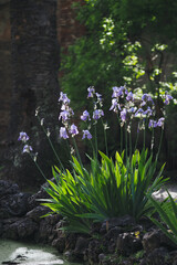 Fototapeta premium Iris in spring garden 