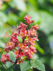 Plants in spring garden 
