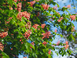 Obraz premium Plants in spring garden 