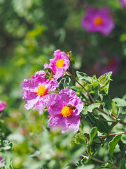 Plants in spring garden 