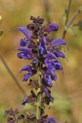 Closeup on a blue flowering Sage, Salvia species