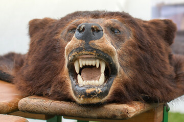 Face of a wild bear stuffed on a wooden stand