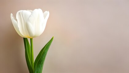 Fototapeta premium A pair of white tulips in full bloom, radiating elegance and simplicity, set against a soft pink background, symbolizing purity, renewal, and the timeless charm of nature’s beauty