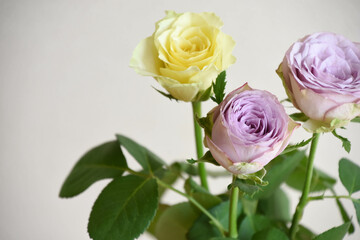黄色と紫の薔薇