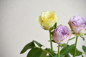 黄色と紫の薔薇