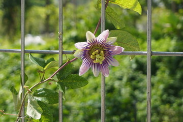 Purple passiflora flowers creeping on an iron fence with a blurred background