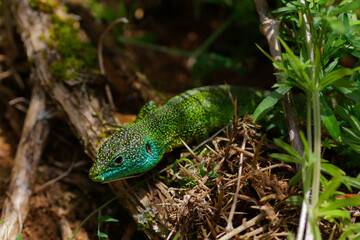 Lézard vert occidental (Lacs de Mazères, France)