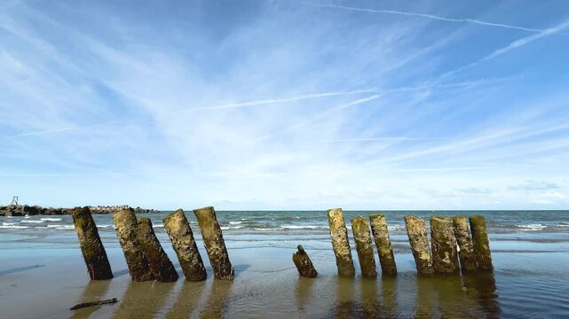 Olas entre los troncos