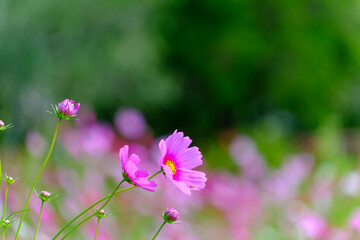 優雅に揺れるピンクのコスモス