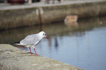 Mouette sur le quai .
