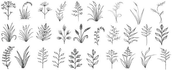 Forest plants sketch. Hand drawn grass and vintage botanical decorative collection, herbal and leaves design elements. Vecto