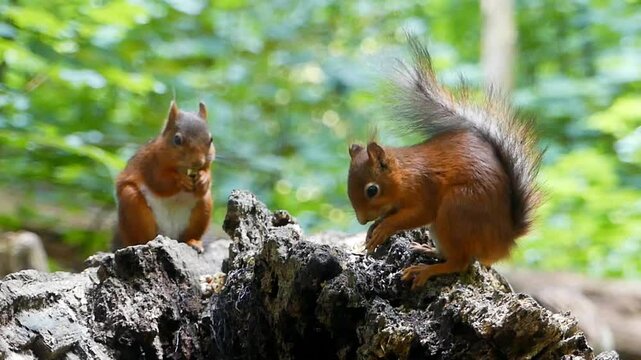 two squirrels in the park