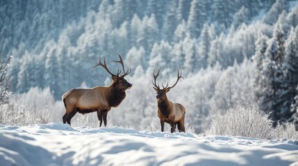 Majestic Elk in a Snowy Forest Landscape