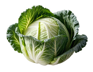 Fototapeta premium Fresh Green Cabbage Isolated on Transparent PNG Background.