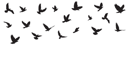A flock of flying birds silhouette. Vector illustration birds flying