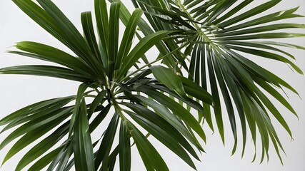 Broadleaf Lady Palm in Close-Up, Showcasing Graceful Elegance
