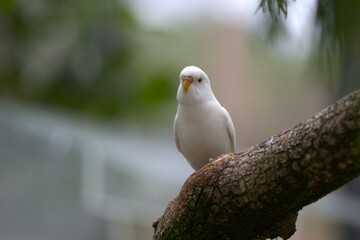 bird on a branch