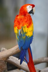 red and yellow macaw