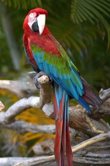 blue and yellow macaw