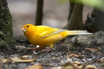 yellow bird on a branch