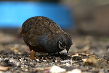 bird in the gra © yanko