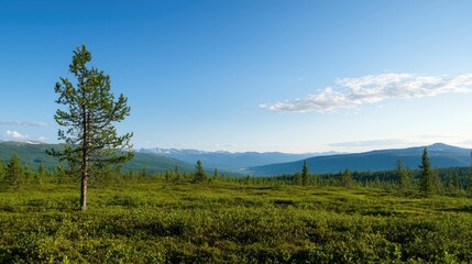 Obraz premium Lone pine tree on a vast, green mountain landscape under a clear blue sky.