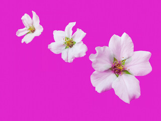 Fototapeta premium White flowers of the apple tree on a pink background