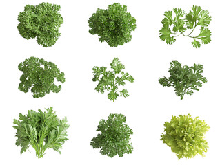 Obraz premium Overhead Views of Nine Herb Varieties Isolated On A White Background, PNG Transparent