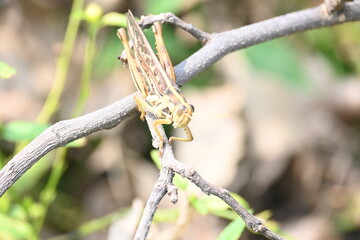 Grasshopper in the field. Its other names Schistocerca americana, American grasshopper, and American bird grasshopper. This is a species of  in the family Acrididae. It is native to North America.