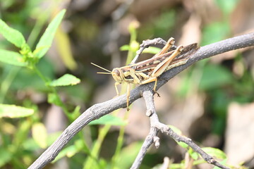 Grasshopper in the field. Its other names Schistocerca americana, American grasshopper, and American bird grasshopper. This is a species of  in the family Acrididae. It is native to North America.