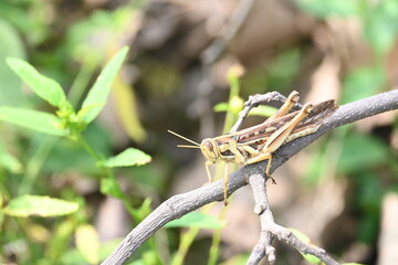 Grasshopper in the field. Its other names Schistocerca americana, American grasshopper, and American bird grasshopper. This is a species of  in the family Acrididae. It is native to North America.