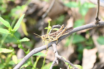 Grasshopper in the field. Its other names Schistocerca americana, American grasshopper, and American bird grasshopper. This is a species of  in the family Acrididae. It is native to North America.