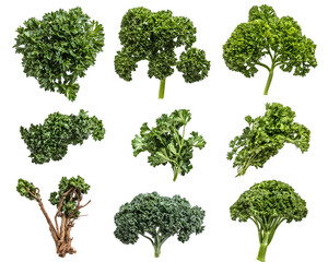 Assorted Parsley and Kale Varieties Isolated On A White Background, PNG Transparent