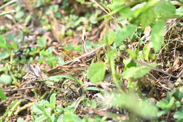 Grasshopper in the field. Its other names Schistocerca americana, American grasshopper, and American bird grasshopper. This is a species of  in the family Acrididae. It is native to North America.