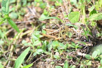 Grasshopper in the field. Its other names Schistocerca americana, American grasshopper, and American bird grasshopper. This is a species of  in the family Acrididae. It is native to North America.