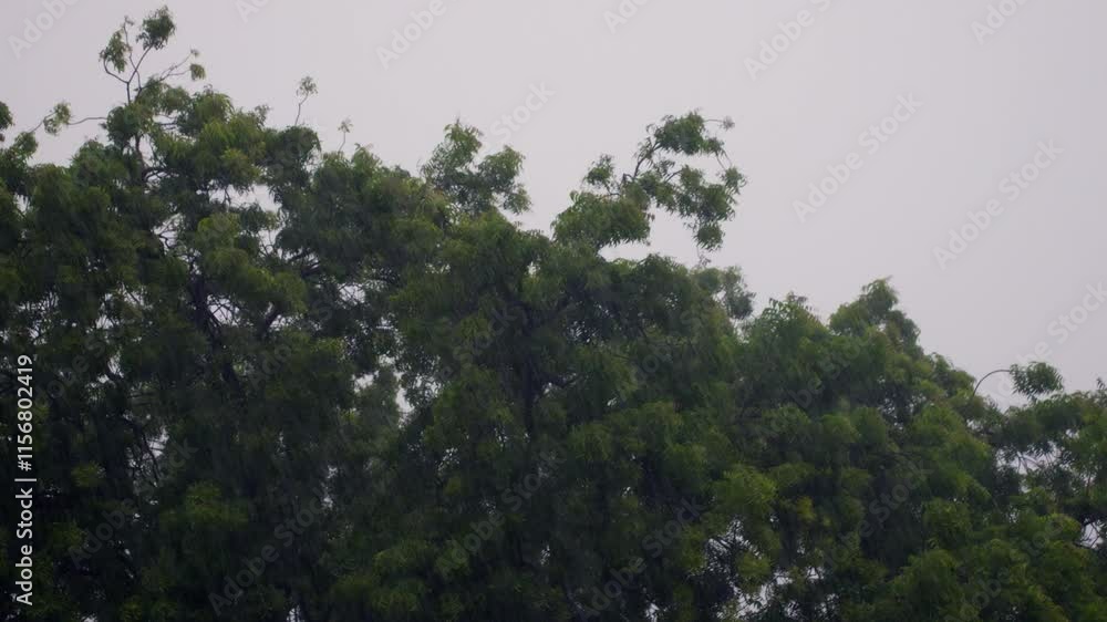 Poster view of tree leaves moving due to effect of wind and heavy rainfall.