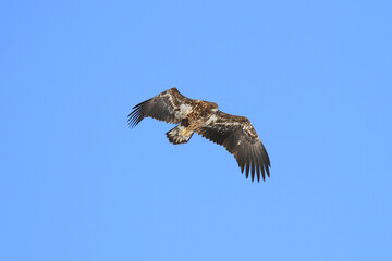Immature White-Tailed Eagle Soaring Gracefully in Clear Sky, Kushiro, Hokkaido, Japan