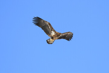 Immature White-Tailed Eagle Soaring Gracefully in Clear Sky, Kushiro, Hokkaido, Japan