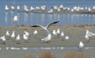 A flock of black-headed gull (Chroicocephalus ridibundus) 