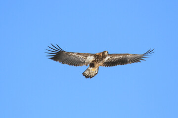 Immature White-Tailed Eagle Soaring Gracefully in Clear Sky, Kushiro, Hokkaido, Japan