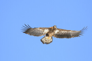 Immature White-Tailed Eagle Soaring Gracefully in Clear Sky, Kushiro, Hokkaido, Japan