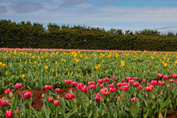 Tulip field