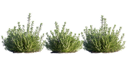 rosemary, (Salvia rosmarinus, Rosmarinus officinalis) plant set frontal bush herbaceous perennial plant isolated png on a transparent background perfectly cutout