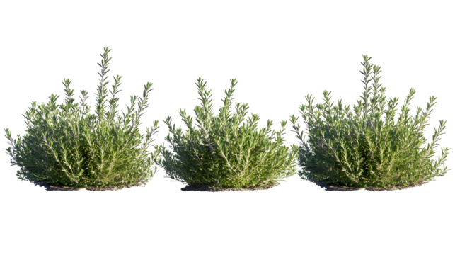 rosemary, (Salvia rosmarinus, Rosmarinus officinalis) plant set frontal bush herbaceous perennial plant isolated png on a transparent background perfectly cutout