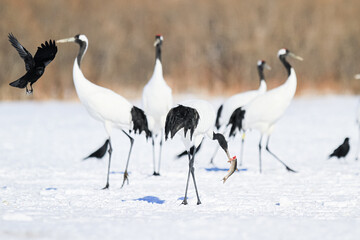 Obraz premium Red-Crowned Crane Eating Fish Among Other Birds in Snow, Kushiro, Japan
