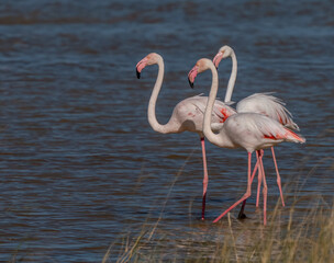 Pink Flamingos Standing in Water at a Tranquil Lake Setting