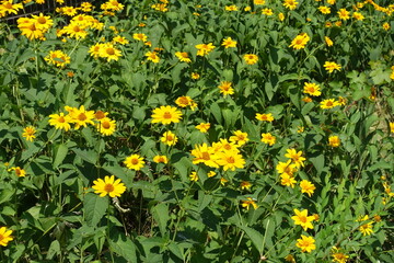 Many yellow flowers of Heliopsis helianthoides in mid July