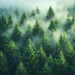 Fototapeta premium A serene and misty landscape featuring a dense fir forest, enveloped in fog with a vintage and retro feel, creating an atmosphere of tranquility and mystery.